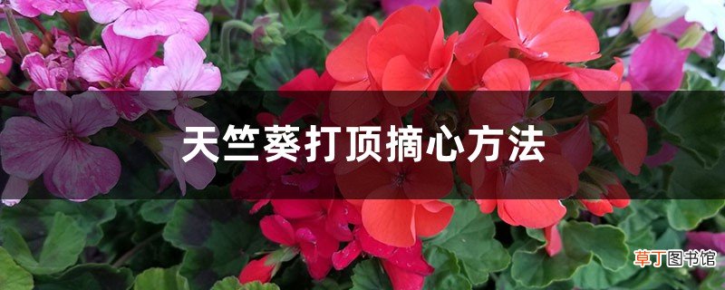 天竺葵打顶摘心方法