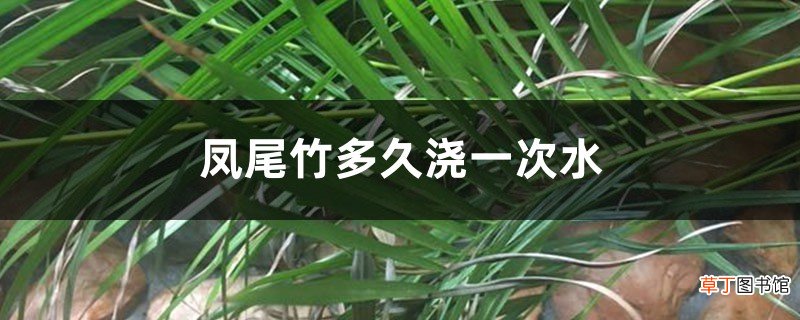 凤尾竹多久浇一次水