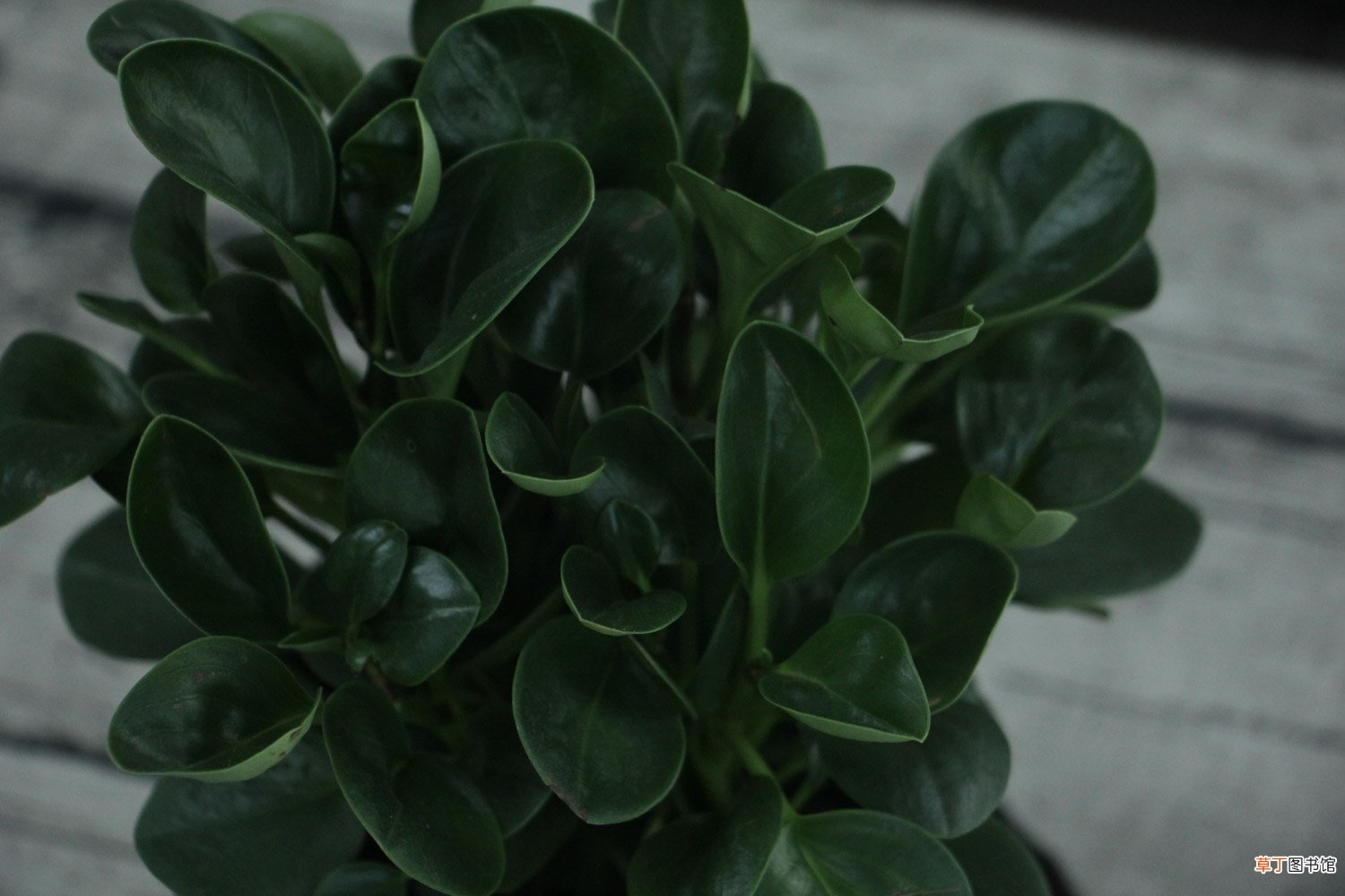 碧玉植物怎么施肥