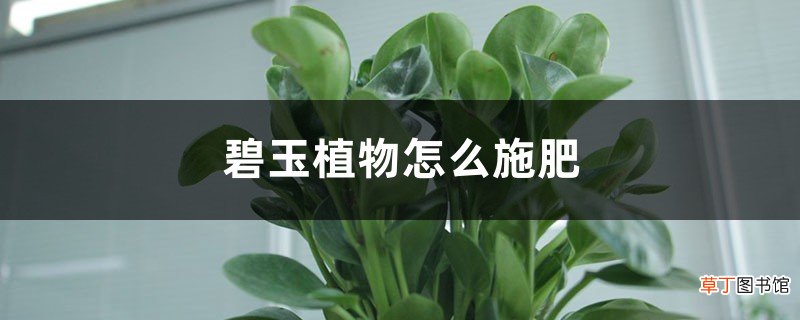 碧玉植物怎么施肥