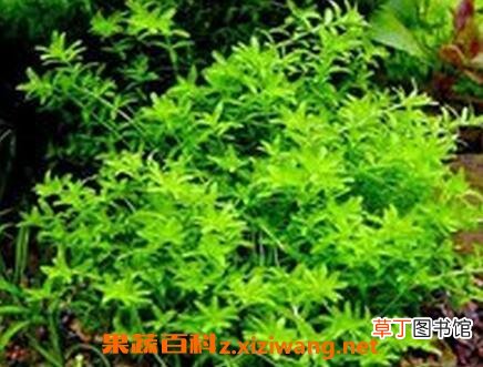 珍珠草怎么繁殖 珍珠草的养殖方法技巧