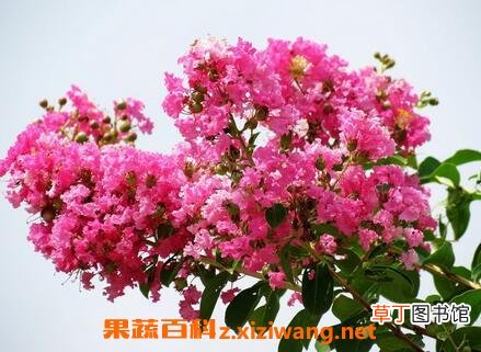 紫薇花的病虫害防治法