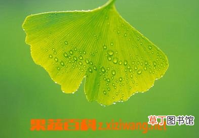 银杏叶片的功效与作用