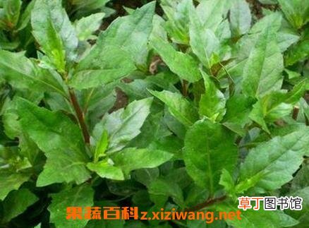 长寿草如何养殖 长寿草的养殖方法
