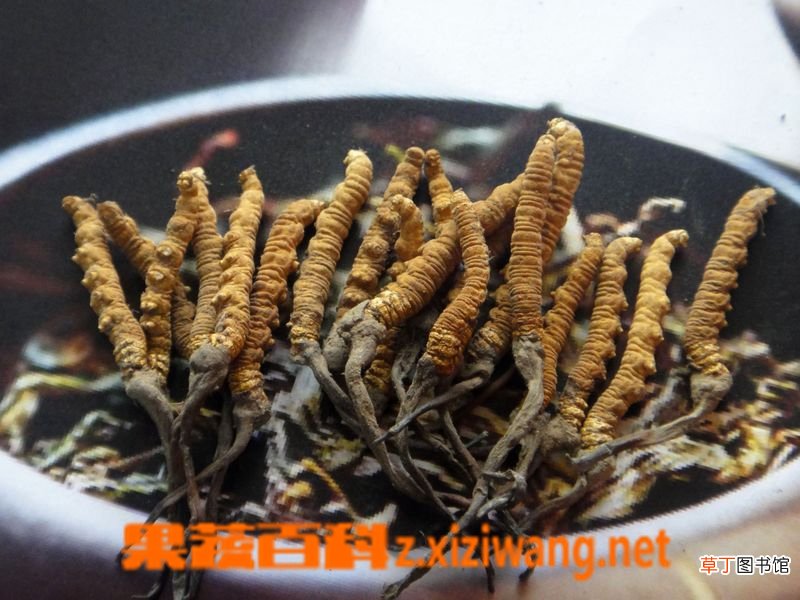 冬虫夏草的功效与作用及食用方法