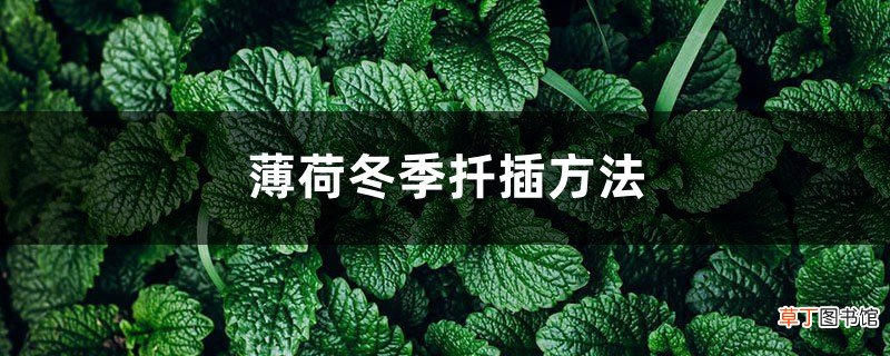 薄荷冬季扦插方法