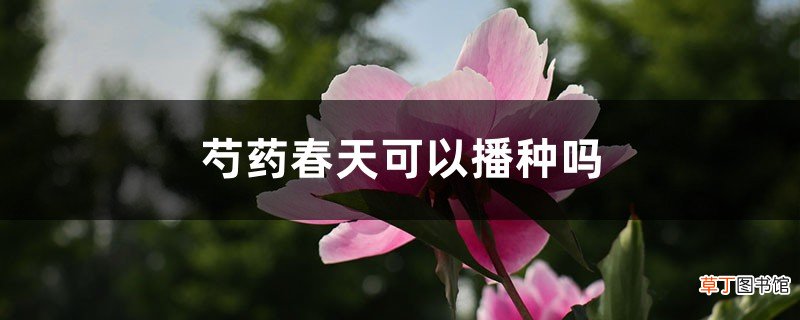 芍药春天可以播种吗