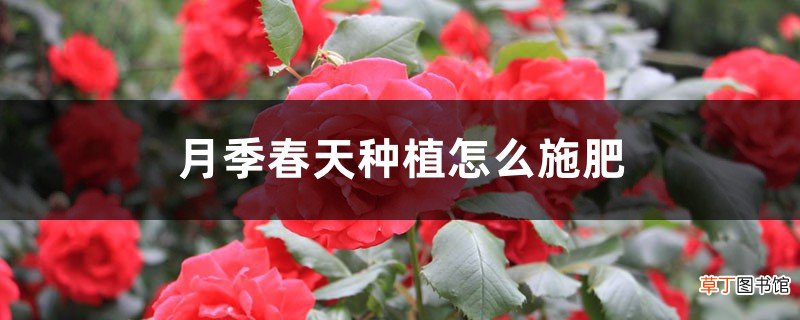 月季春天种植怎么施肥