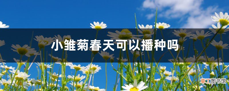 小雏菊春天可以播种吗