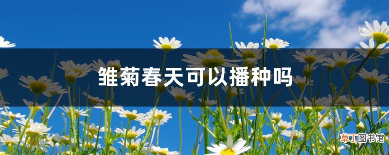 雏菊春天可以播种吗