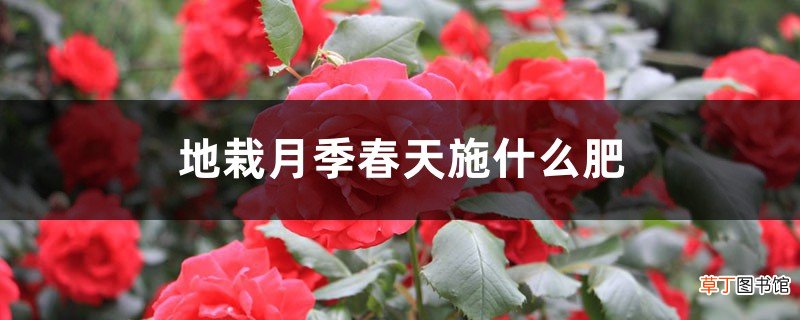 地栽月季春天施什么肥