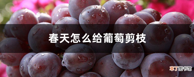 春天怎么给葡萄剪枝