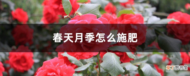 春天月季怎么施肥