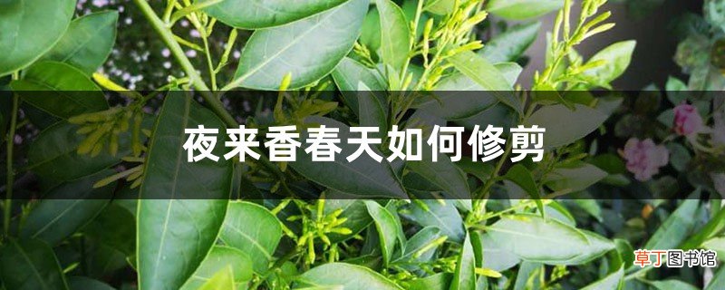夜来香春天如何修剪