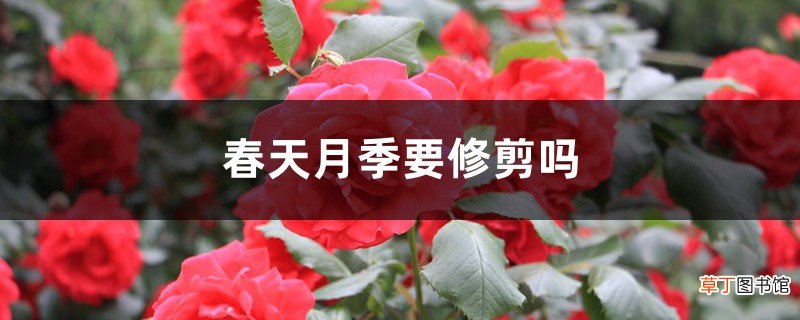 春天月季要修剪吗