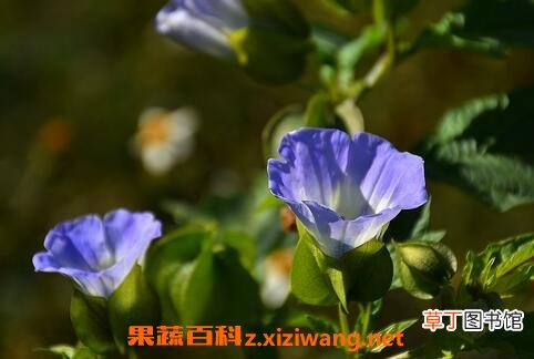 假酸浆花的功效与作用