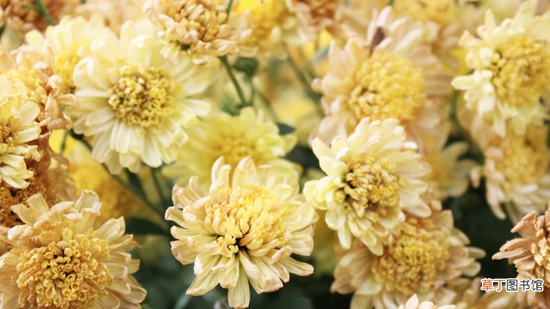 重阳节登高的含义是什么