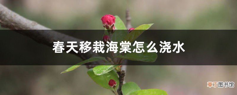 春天移栽海棠怎么浇水