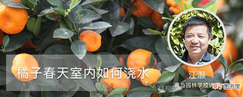 橘子春天室内如何浇水