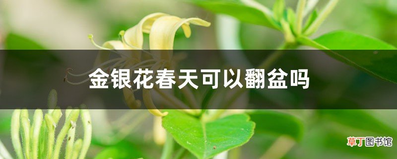 金银花春天可以翻盆吗