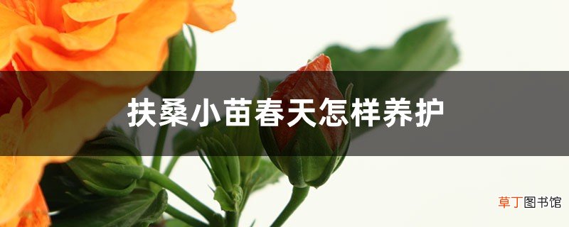 扶桑小苗春天怎样养护