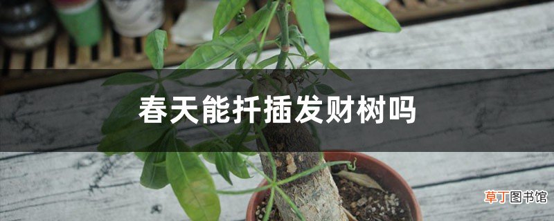 春天能扦插发财树吗