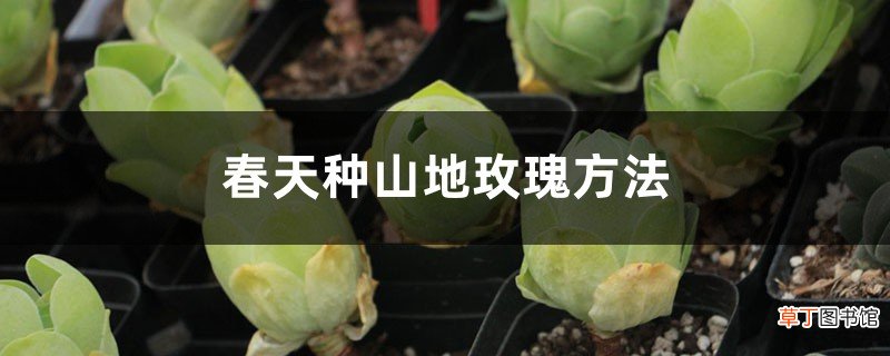 春天种山地玫瑰方法