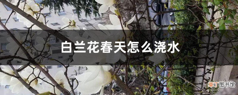 白兰花春天怎么浇水