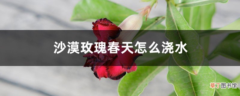 沙漠玫瑰春天怎么浇水