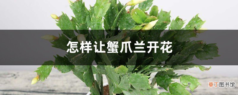 催花技巧 怎样让蟹爪兰开花