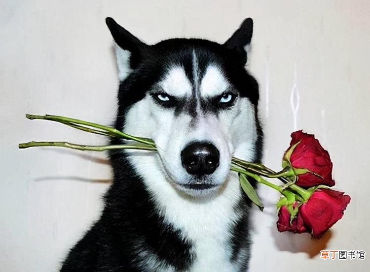西伯利亚雪橇犬 哈士奇为什么二