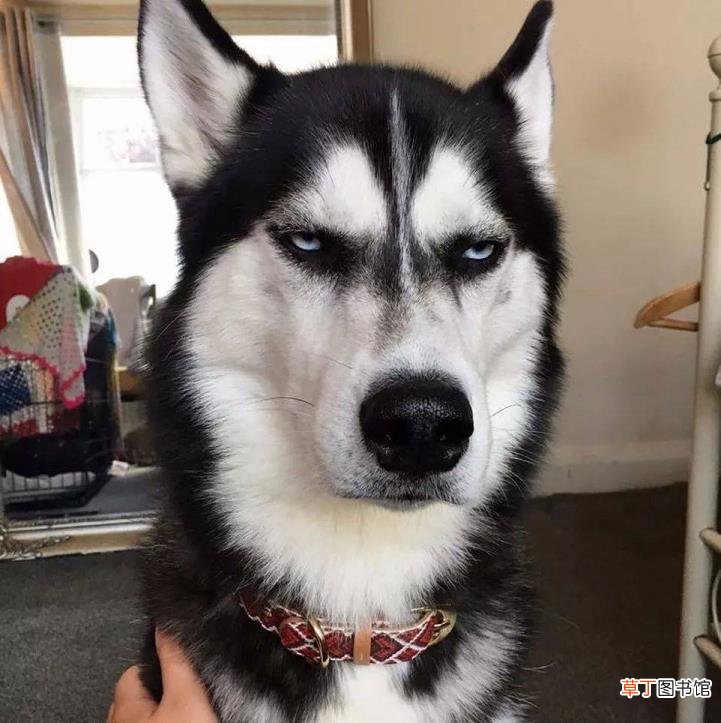 西伯利亚雪橇犬 哈士奇为什么二