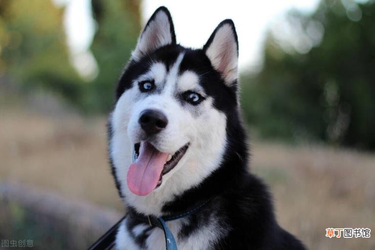 西伯利亚雪橇犬 哈士奇为什么二