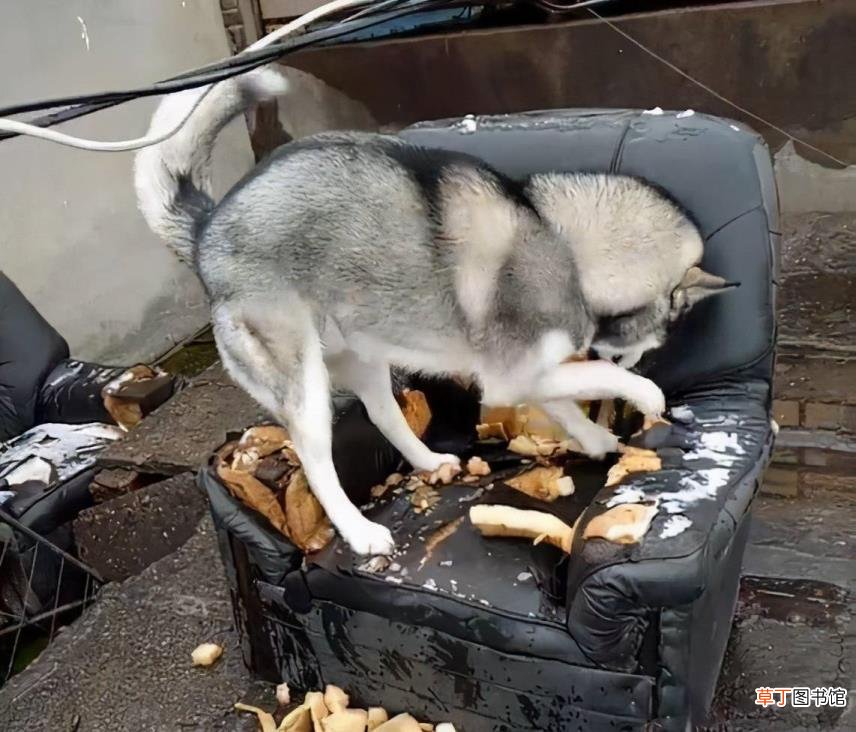 西伯利亚雪橇犬 哈士奇为什么二