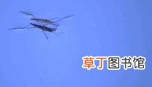 鸡蛋干很腥是怎么回事 鸡蛋为什么有腥味