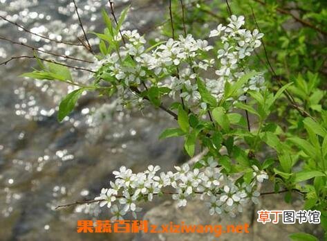 米饭花的药用功效与作用