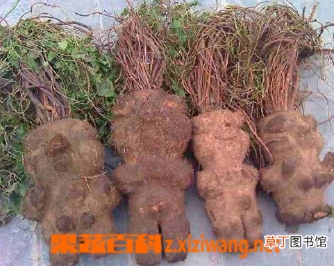 何首乌的功效与作用及食用方法