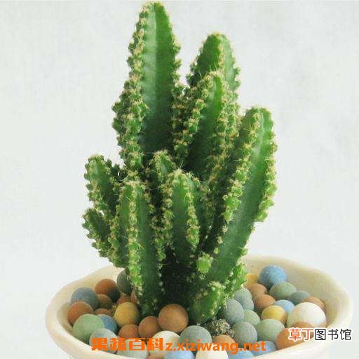 种植万重山有什么好处