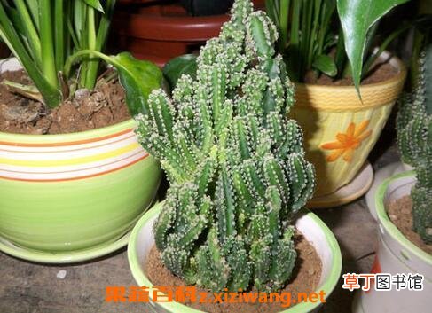 种植万重山有什么好处