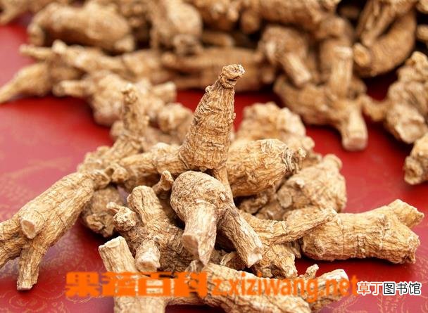 西洋参的作用与功效有哪些