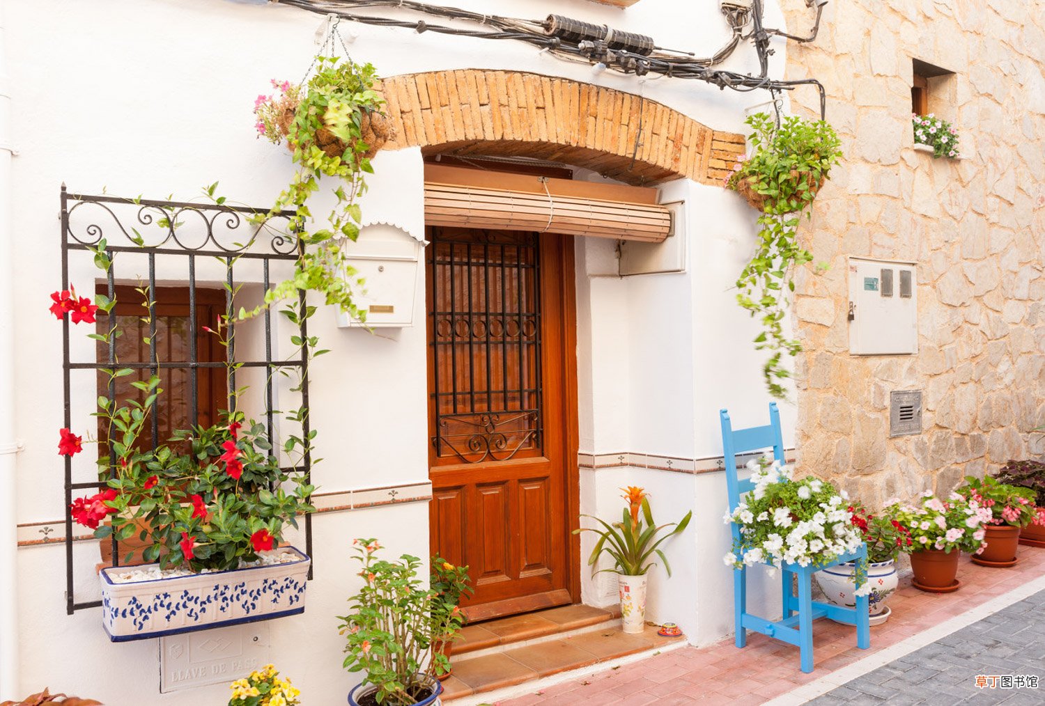 这种“贵气”植株不用买，折根“枝条”，呼呼长出一整盆！