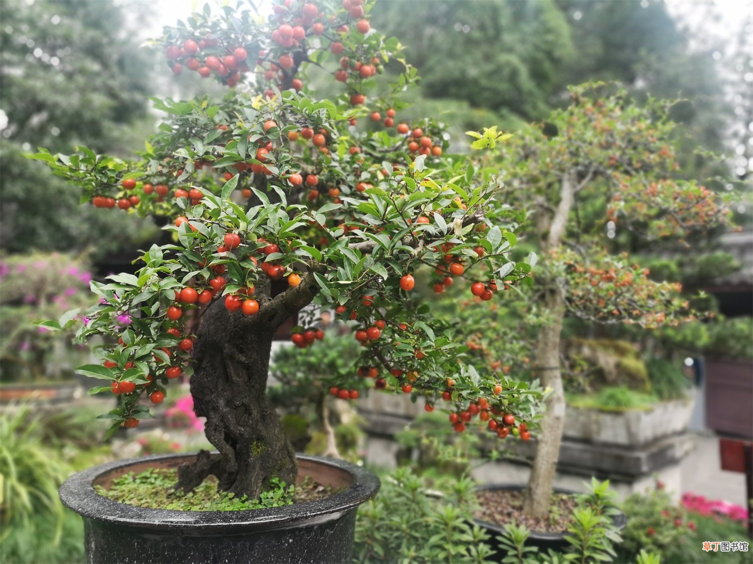 金弹子盆景怎么过夏天