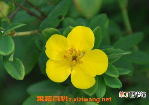 金露梅的功效与作用及常见用法
