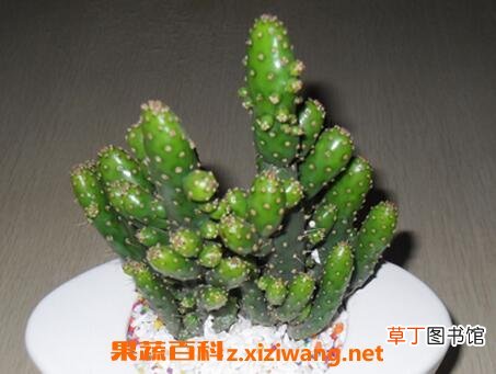 万重山有什么功效和用途