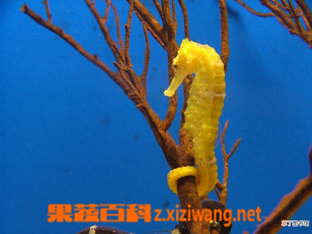 海马的功效与作用