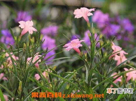 翠芦莉的功效与药用价值