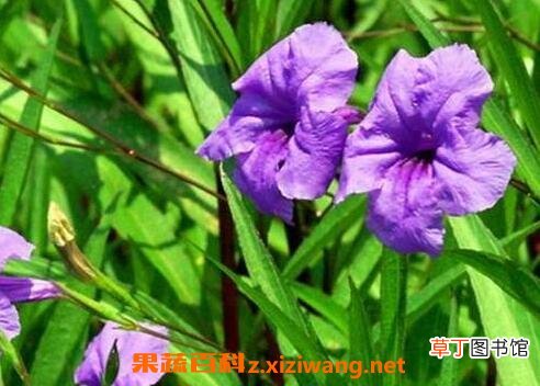 翠芦莉的功效与药用价值