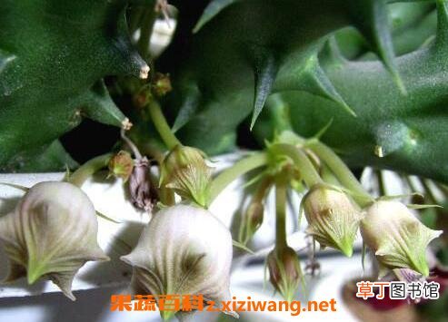 龙角花的功效与作用