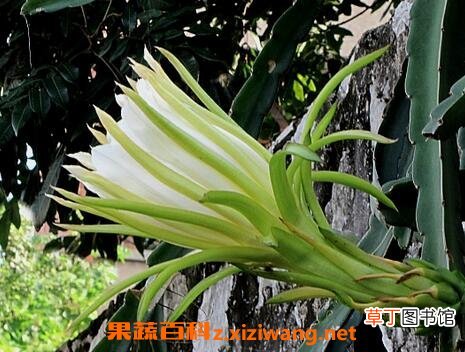 龙角花的功效与作用