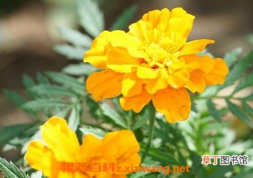 高粱菊花有什么药用价值
